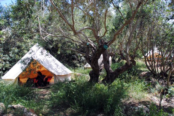 4 meter bell tent under olives