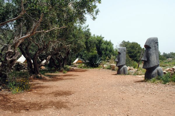 olive grove area